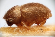 Hypocryphalus brevisetosus 14959