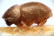 Hypocryphalus brevisetosus 14959