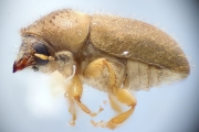 Cryphalus brimblecombei 12186