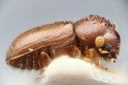 Cryphalus carpini 15333