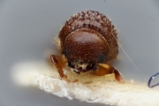 Cryphalus carpini 15333