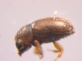 Cryphalus spp 13898