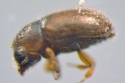 Cryphalus spp 13898