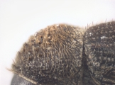 Cryphalus cf_asperatusChina 10924