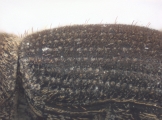 Cryphalus cf_asperatusChina 10924