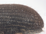 Cryphalus cf_asperatusChina 10924