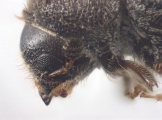 Cryphalus cf_asperatusChina 10924