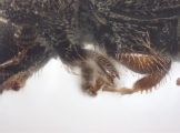 Cryphalus cf_asperatusChina 10924