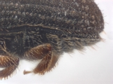 Cryphalus cf_asperatusChina 10924