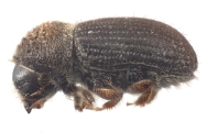 Cryphalus cf_asperatusChina 10924