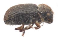 Cryphalus cf_asperatusChina 10924