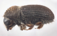 Cryphalus cf_asperatusChina 10924