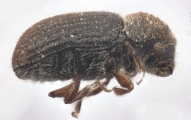 Cryphalus cf_asperatusChina 10924