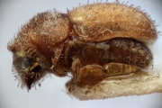Cryphalus sp2032_SpurOnFemur 14961