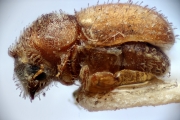Cryphalus sp2032_SpurOnFemur 14961