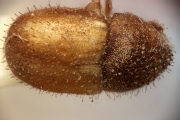 Cryphalus sp2032_SpurOnFemur 14961