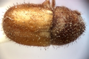 Cryphalus sp2032_SpurOnFemur 14961
