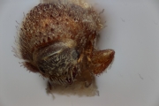 Cryphalus sp2032_SpurOnFemur 14961