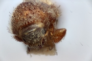 Cryphalus sp2032_SpurOnFemur 14961