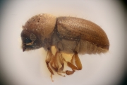 Cryphalus fulvus 12192