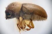Cryphalus fulvus 12192