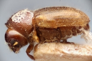 Cryphalus kurenzovi 15336