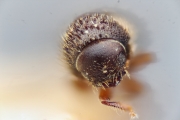 Cryphalus kurilensis 15334