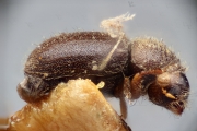 Cryphalus kurilensis 15335