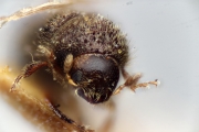 Cryphalus kurilensis 15335