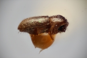 Cryphalus minimus 14941