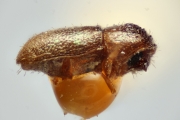 Cryphalus minimus 14941