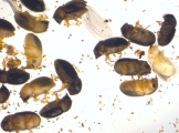 Hypocryphalus sp2051_CangarFicusScaly 14358