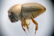 Cryphalus nigricans 12193