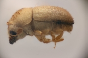 Cryphalus palawanus 12194