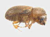 Cryphalus piceae 13549