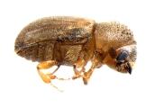Cryphalus piceae 13549