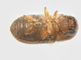 Cryphalus piceae 13549