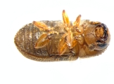 Cryphalus piceae 13549