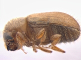Cryphalus piceae 13644