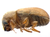 Cryphalus piceae 13644