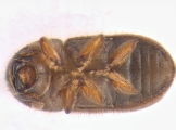 Cryphalus piceae 13644