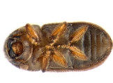 Cryphalus piceae 13644