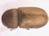 Cryphalus piceae 13644