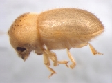 Cryphalus piceus 13550