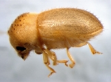 Cryphalus piceus 13550