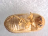 Cryphalus piceus 13550