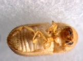 Cryphalus piceus 13550