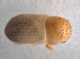 Cryphalus piceus 13550