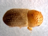 Cryphalus piceus 13550