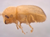 Cryphalus piceus 13645